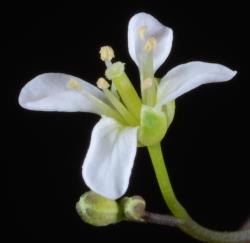 Cardamine porphyroneura. Top view of flower.
 Image: P.B. Heenan © Landcare Research 2019 CC BY 3.0 NZ